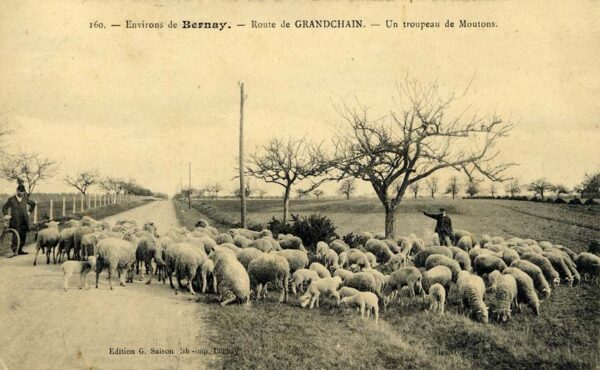 Granchain - Un troupeau de moutons