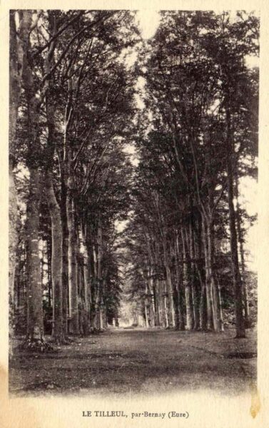 St-Martin-du-Tilleul - Le Tilleul