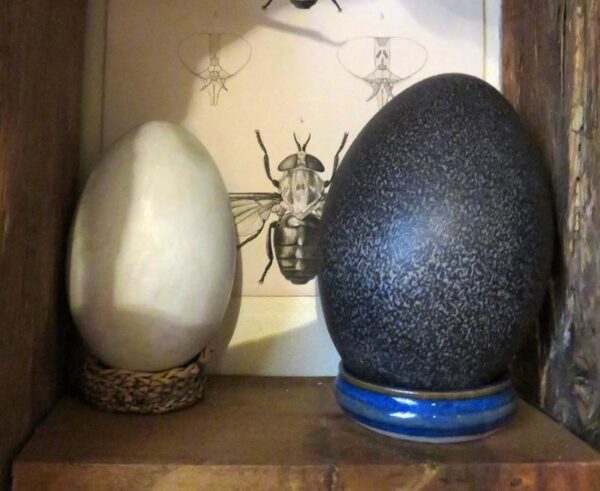 Cabinet de curiosités - Cygne et émeu