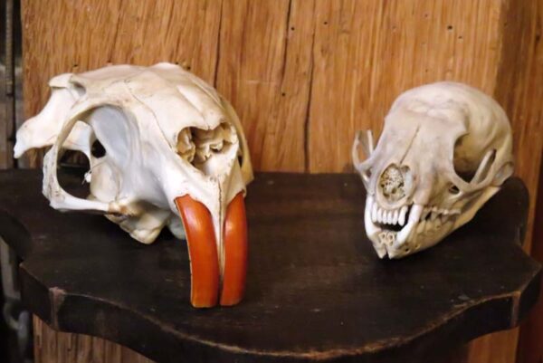 Cabinet de curiosités - Ragondin et fouine