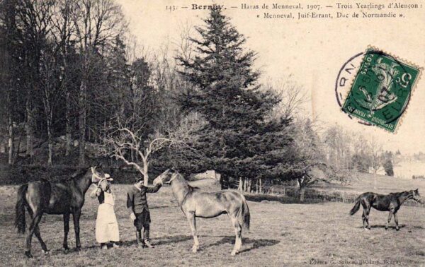 Haras de Menneval 1907 - Trois Yearlings d'Alençon : Menneval, Juif-Errant, Duc de Normandie